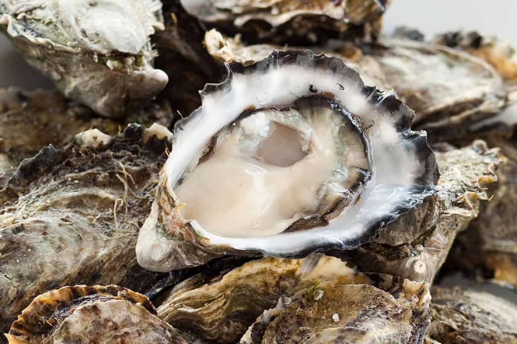 1024x682-Oysters-01