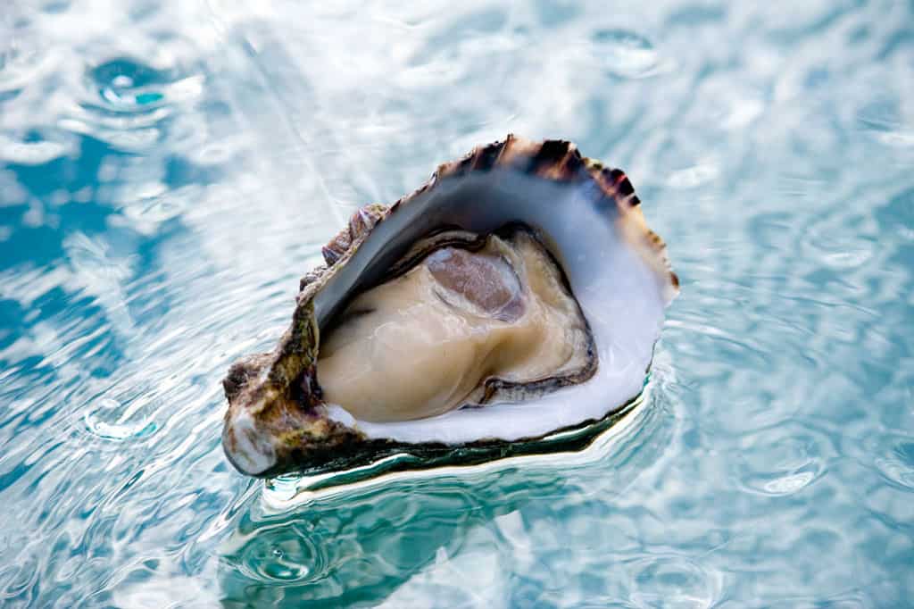 1024x682-Oysters-03