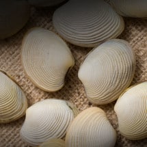 Cockles/Clams