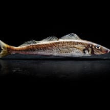 Scalefish